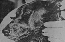 An old black and white photograph of a black dog's head supported by a white human hand.