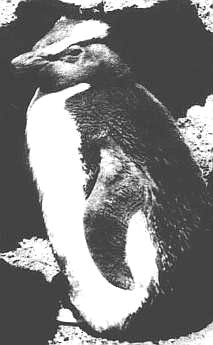 An old black and white photograph of a big fat penguin side-on staring directly at you with his left eye.