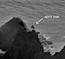 An old black and white photograph of a shrub growing out of some rocks by the sea.